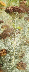 Athanasia vestita