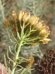 Athanasia vestita