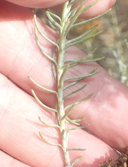 Athanasia vestita