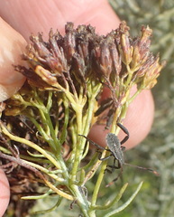 Athanasia vestita