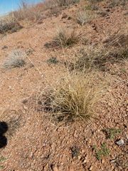 Aristida ternipes gentilis