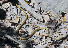 Dendrelaphis inornatus