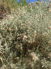 Helichrysum zeyheri