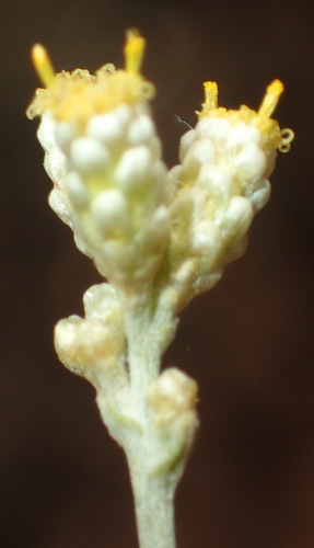 Image of Helichrysum rosum by (c) Nicola van Berkel, some rights reserved (CC BY-SA)
