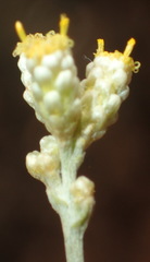 Helichrysum zeyheri