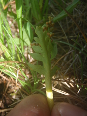 Botrychium michiganense