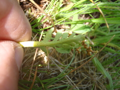 Botrychium michiganense