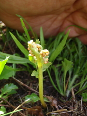 Botrychium michiganense