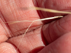 Aristida ternipes gentilis