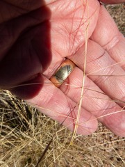 Aristida ternipes gentilis