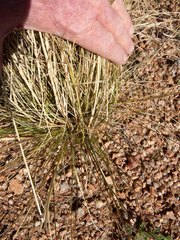 Aristida ternipes gentilis
