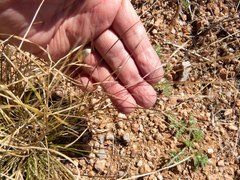 Aristida ternipes gentilis