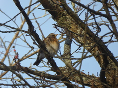 Turdus pilaris