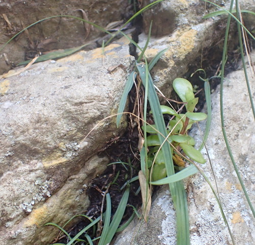 Drimia cyanelloides