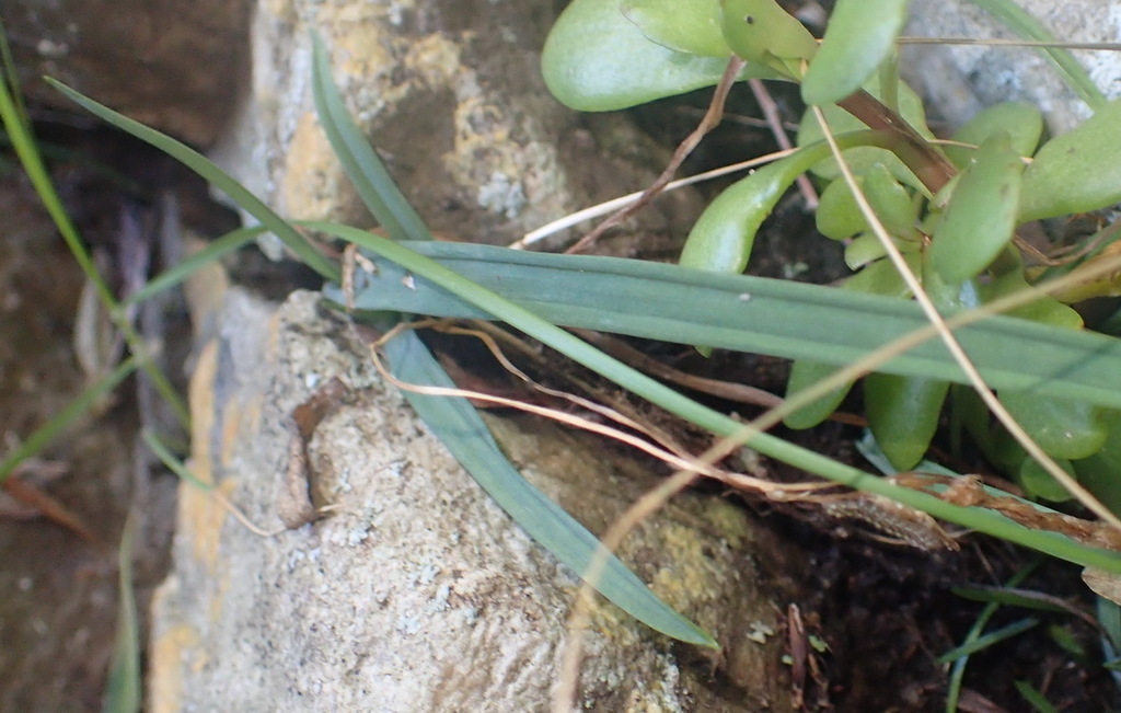 Drimia cyanelloides, Rust en Vrede, South Cape DC, South Africa
