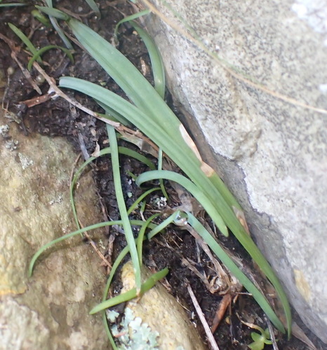 Drimia cyanelloides