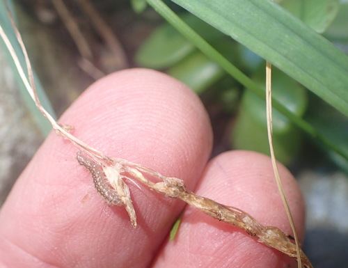 Drimia cyanelloides