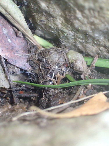 Drimia cyanelloides