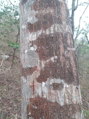Havardia albicans
