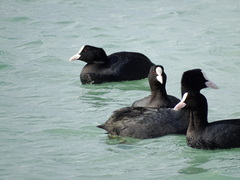 Fulica atra