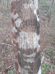 Havardia albicans