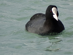 Fulica atra