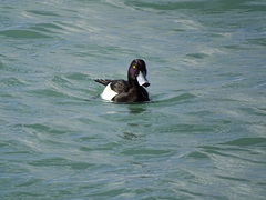 Aythya fuligula