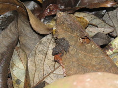 Eleutherodactylus cystignathoides