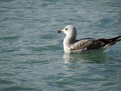 Larus michahellis