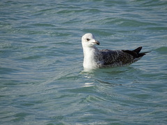 Larus michahellis