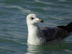 Larus michahellis