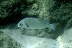 Plectorhinchus gibbosus