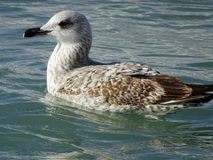 Larus michahellis