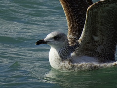 Larus michahellis