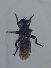 Andrenosomatini