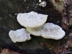 Postia tephroleuca