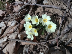 Primula vulgaris