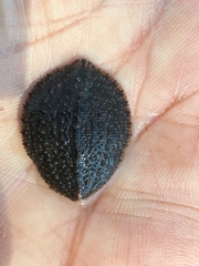 Placobdella papillifera image