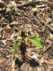 Trillium recurvatum