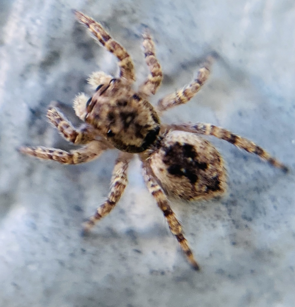 Mexigonus minutus