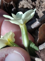 Primula vulgaris