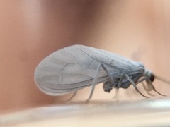 Conwentzia californica