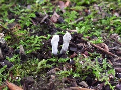 Hypomyces papulasporae