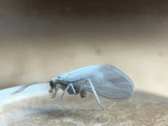 Conwentzia californica
