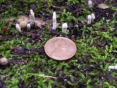 Hypomyces papulasporae