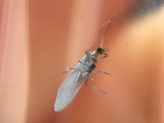 Conwentzia californica