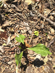 Trillium recurvatum