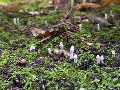 Hypomyces papulasporae