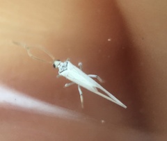 Conwentzia californica