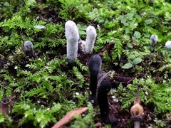 Hypomyces papulasporae